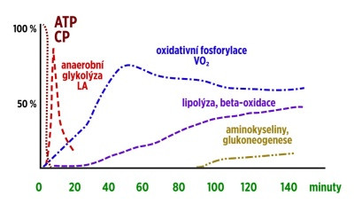 Trénink - Zdroje energie pro sportovní výkon